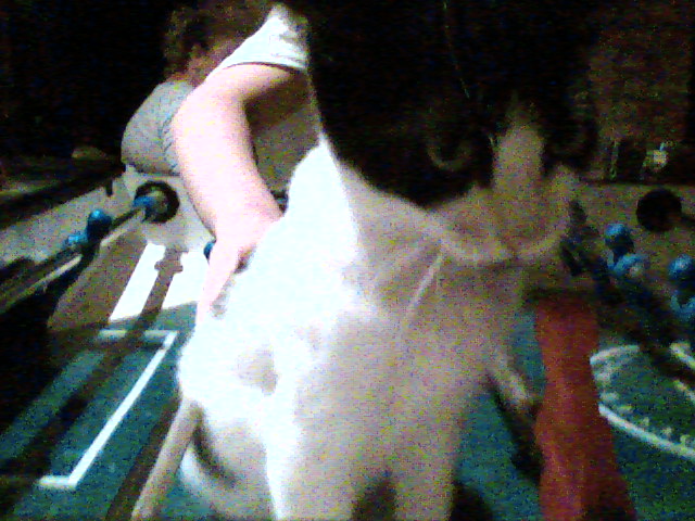 gatto