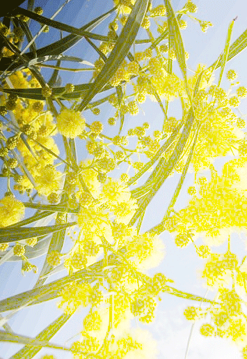 mimosepersfondo mimosepersfondo